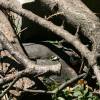 guineaonnest