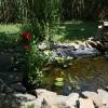 pond