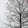 029-tree-and-sky